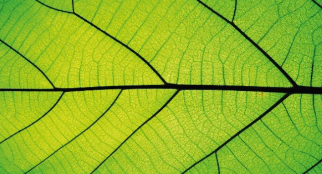 Leaf cross-section